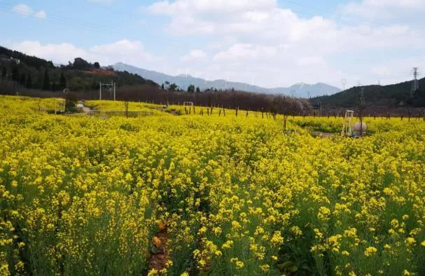 昆明周边看油菜花的地方有哪些