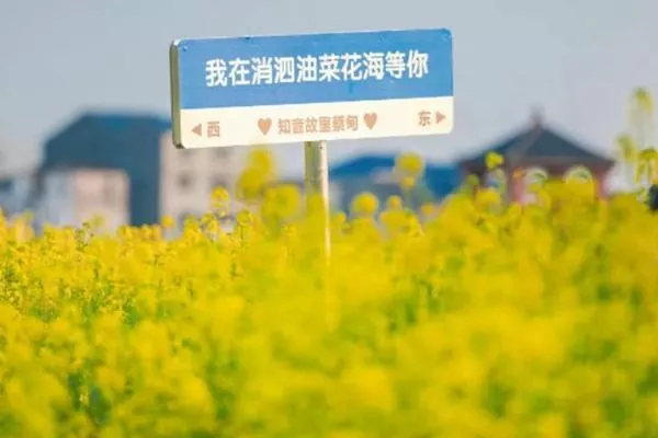 2023蔡甸消泗乡油菜花观赏攻略