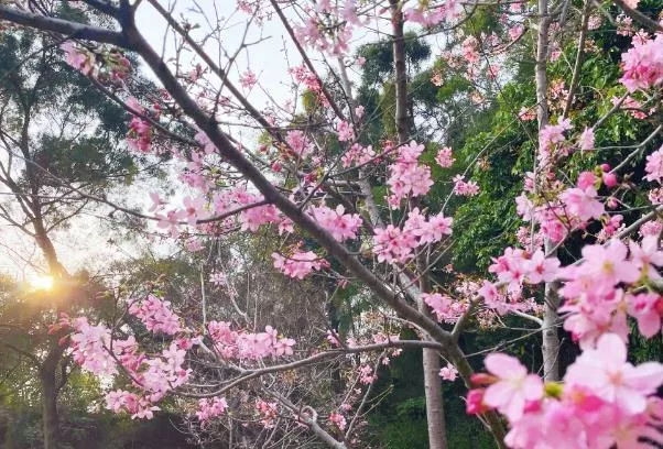 厦门哪里可以看到樱花