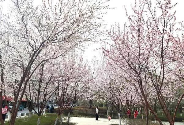 乌鲁木齐看桃花的地方有哪些