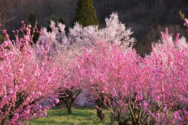 2023年春季咸阳赏花指南 附赏花路线