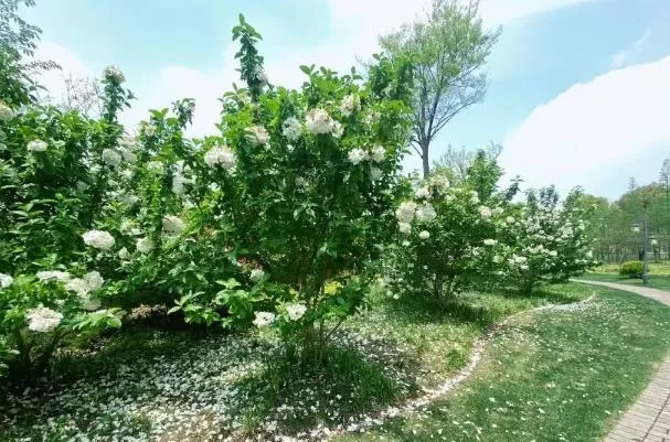 上海看绣球花的地方有哪些