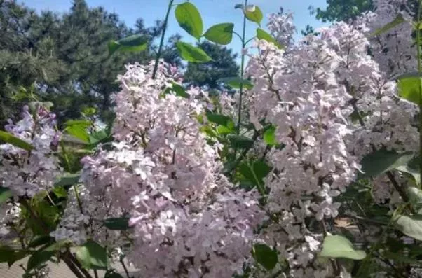 北京看丁香花的地方有哪些