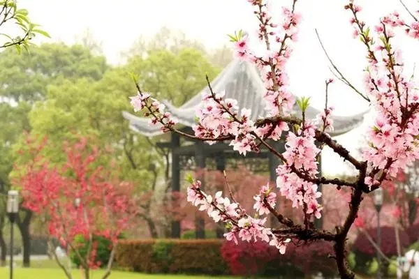 长沙赏桃花好去处 长沙赏桃花最佳地点