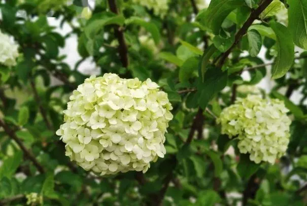 上海看绣球花的地方有哪些