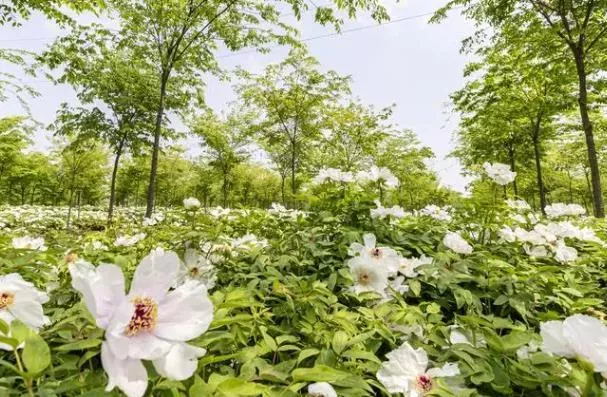 南京看牡丹花最佳地点