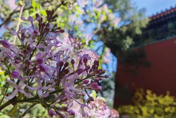 北京看丁香花的地方有哪些