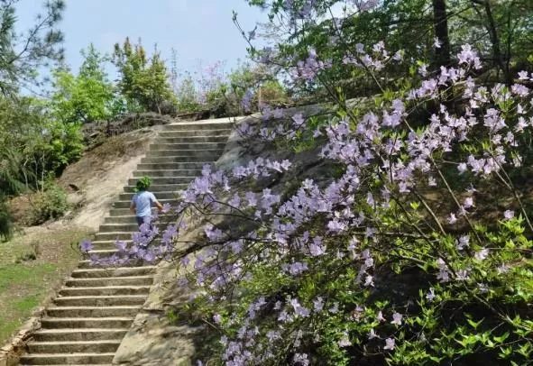 重庆看杜鹃花最佳地点