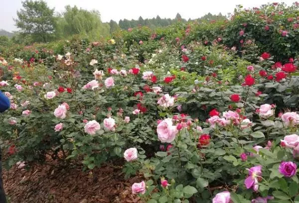 上海看月季花最佳地点