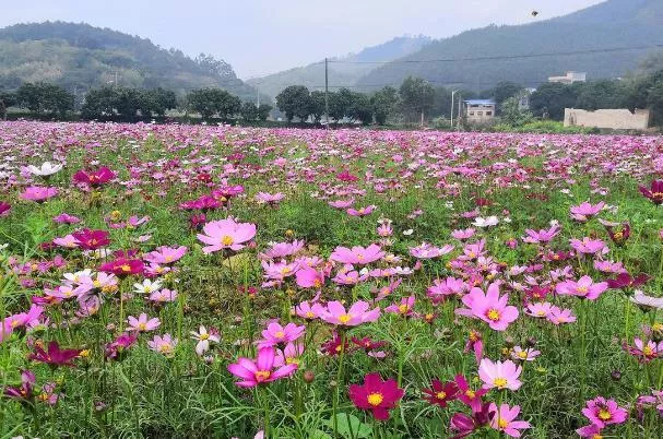 重庆看格桑花的地方有哪些