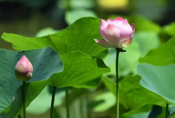 南京看荷花去哪里好 赏花景点推荐