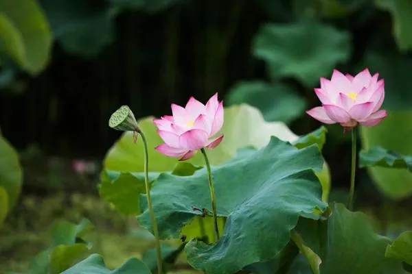 海口哪里有荷花看的地方