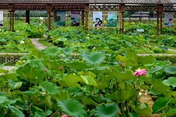 南京看荷花去哪里好 赏花景点推荐