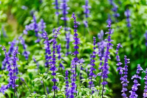 四川薰衣草花海在哪里 看薰衣草的好去处