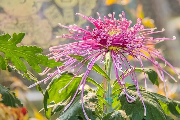 南京哪里菊花好看 南京赏菊好去处