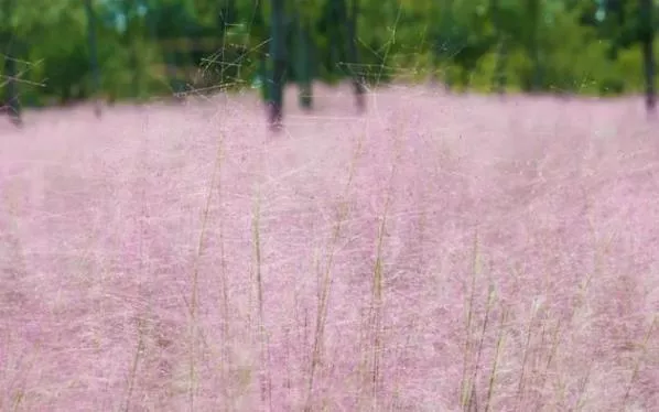 上海十月赏花好去处 看花的地方哪些