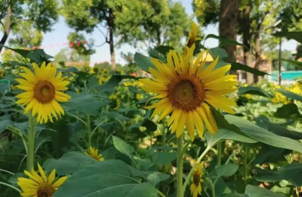 厦门秋季赏花好去处