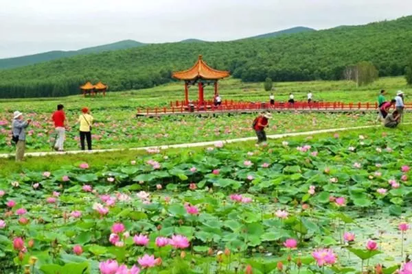 鸡西有哪些地方可以看荷花