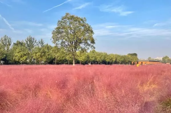 西安秋天开什么花 秋季赏花的地方推荐