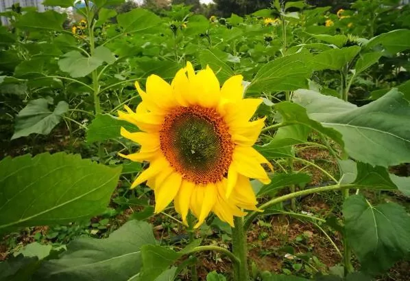 佛山哪里有向日葵花海的地方