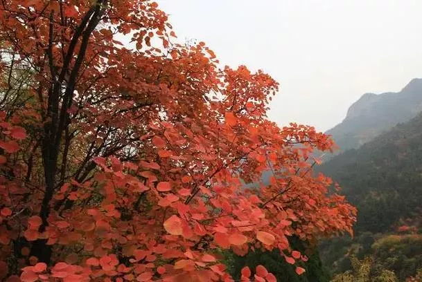 石家庄秋季旅游路线推荐